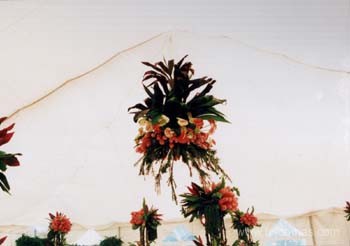 toldomas027